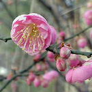 Peggy Clark Flowering Apricot Tree