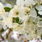 Shiro-Kaga Apricot Tree