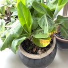 Truly Tiny Banana Plant