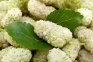 White Mulberry Tree
