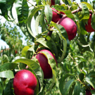 Arctic Fantasy Nectarine Tree Arctic Fantasy Nectarine Tree