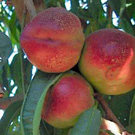 Goldmine Nectarine Tree Goldmine Nectarine Tree