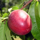 Ruby Grand Nectarine Tree Ruby Grand Nectarine Tree
