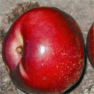 Snow Queen Nectarine Tree Snow Queen Nectarine Tree