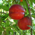 Sunred Nectarine Tree Sunred Nectarine Tree