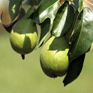 Hood Pear Tree Hood Pear Tree