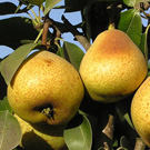 Orient Pear Tree Orient Pear Tree