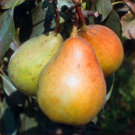 Pineapple Pear Tree Pineapple Pear Tree