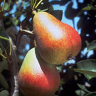 Sugar Pear Tree Sugar Pear Tree