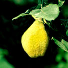 Pineapple Quince Tree Pineapple Quince Tree