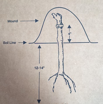 Grapevine graft diagram. Grapevine graft diagram.