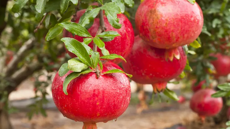 How to Grow a Pomegranate Tree