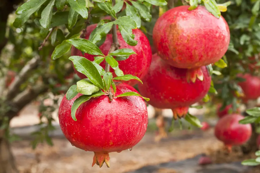 How to Grow a Pomegranate Tree
