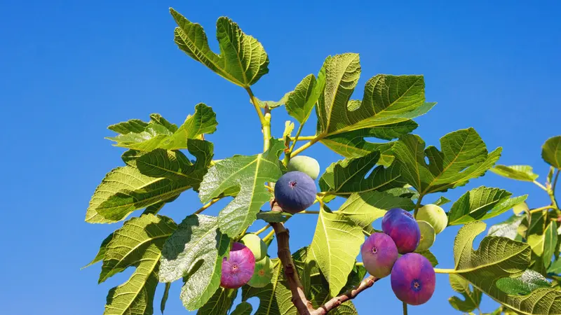 How Big Do Fig Trees Get?