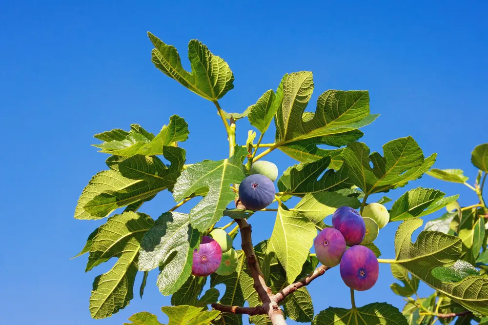How Big Do Fig Trees Get?