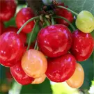 Cherry Trees