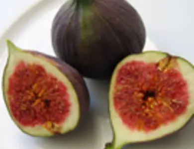 Fig Trees