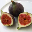 Fig Trees