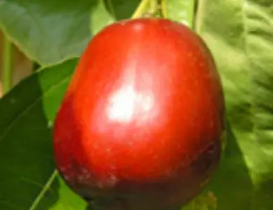 Jujube Trees