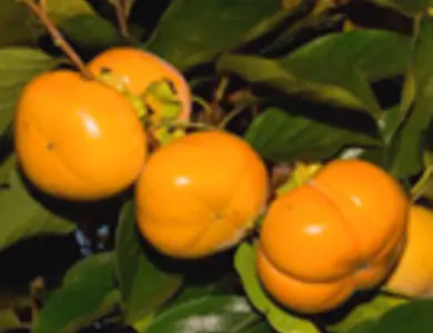 Persimmon Trees