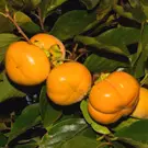 Persimmon Trees