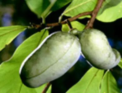 Pawpaw Trees