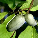 Pawpaw Trees