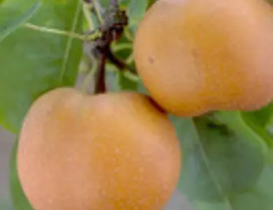 Asian Pear Trees