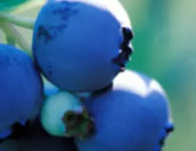 Blueberry Plants