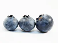 Climax Blueberry Plant