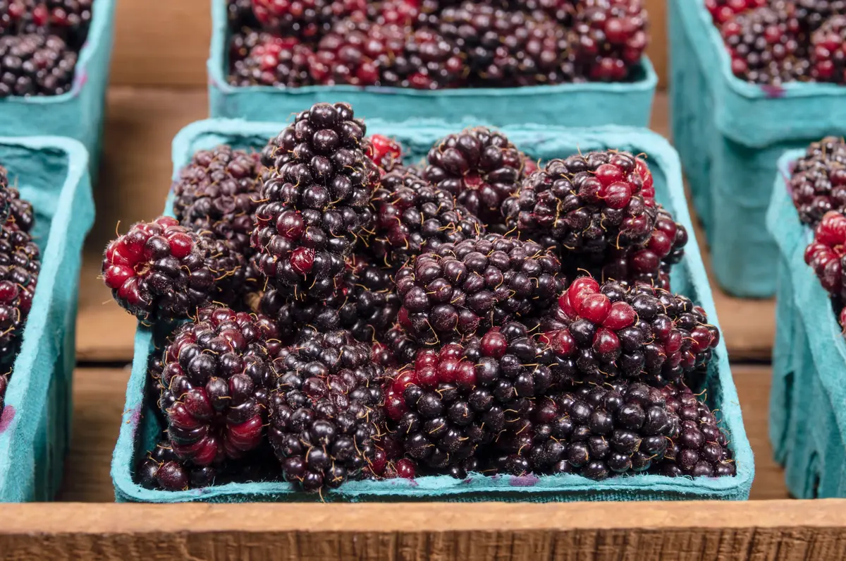Marionberry Marionberry
