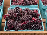 Marionberry