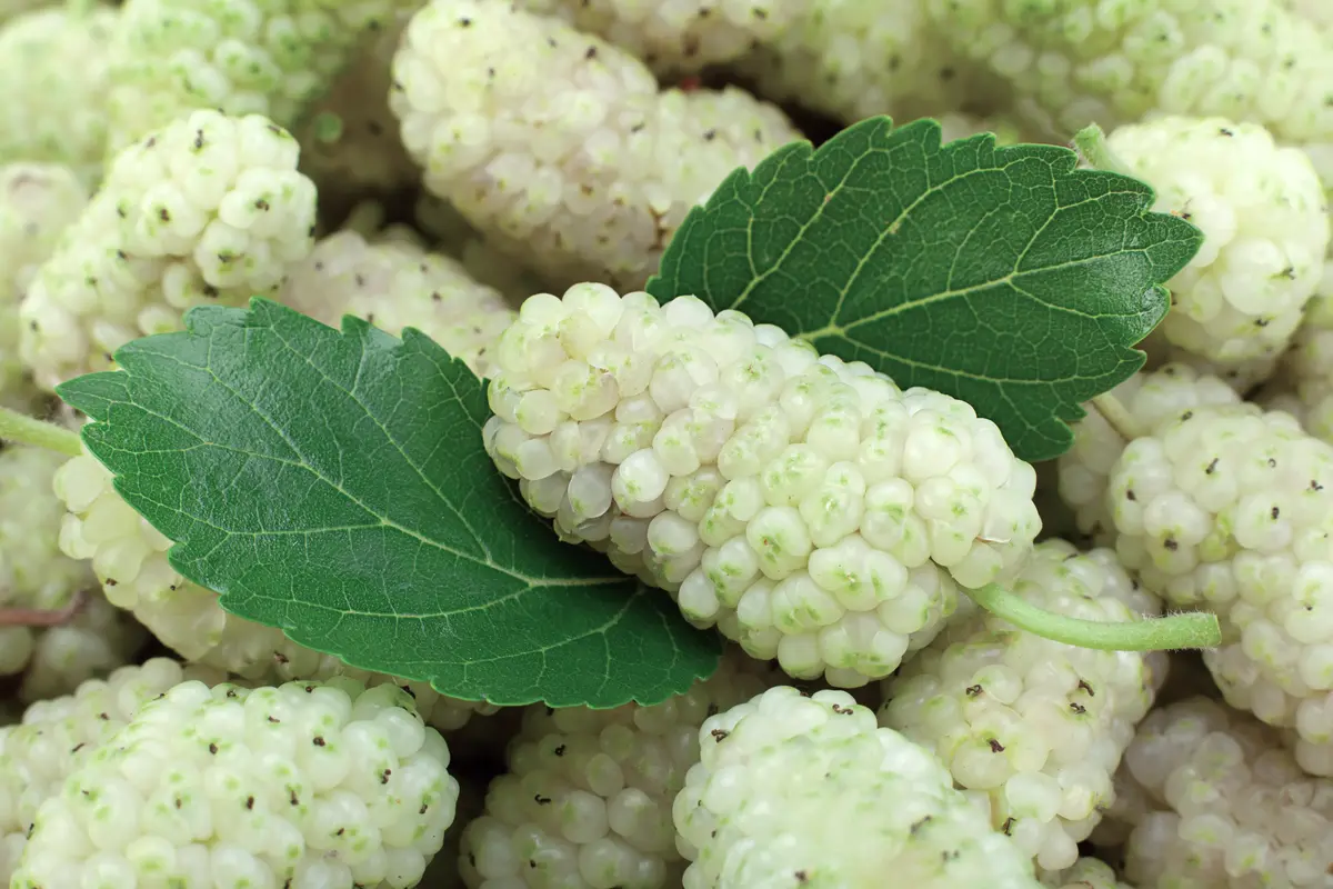 White Mulberry Tree White Mulberry Tree