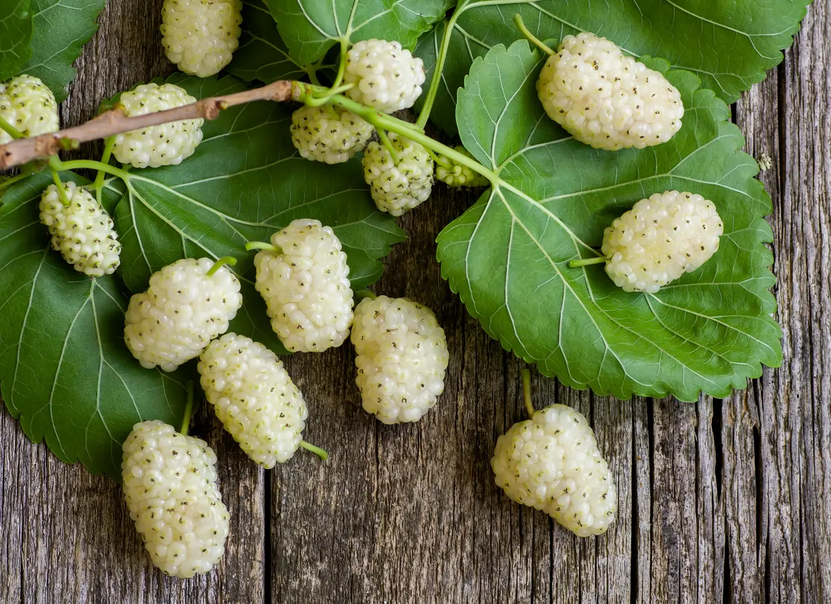 White Mulberry Tree White Mulberry Tree
