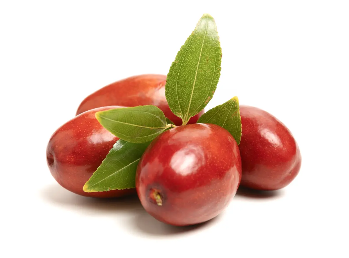 GA 866 Jujube Tree GA 866 Jujube Tree