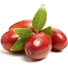 GA 866 Jujube Tree