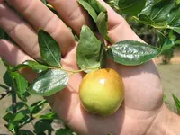 Li Jujube Tree