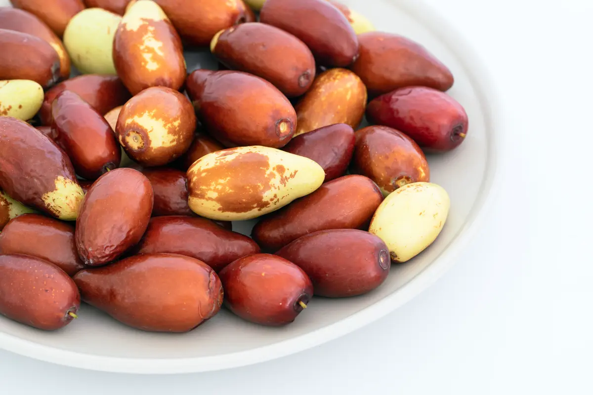 GA 866 Jujube Tree GA 866 Jujube Tree