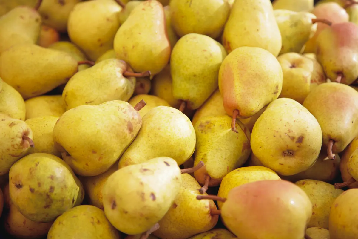 Fan-Stil Pear Tree