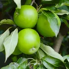 Granny Smith Apple Tree