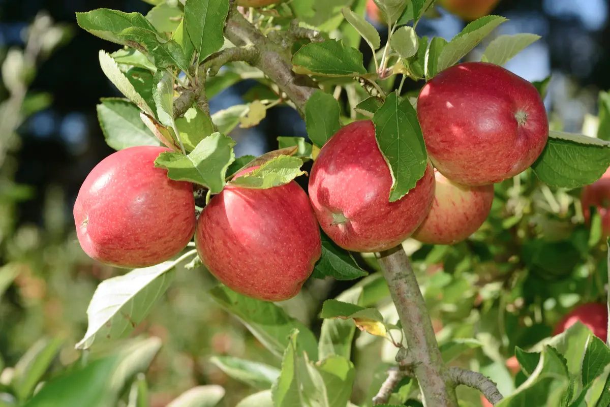 Braeburn Apple Tree Braeburn Apple Tree