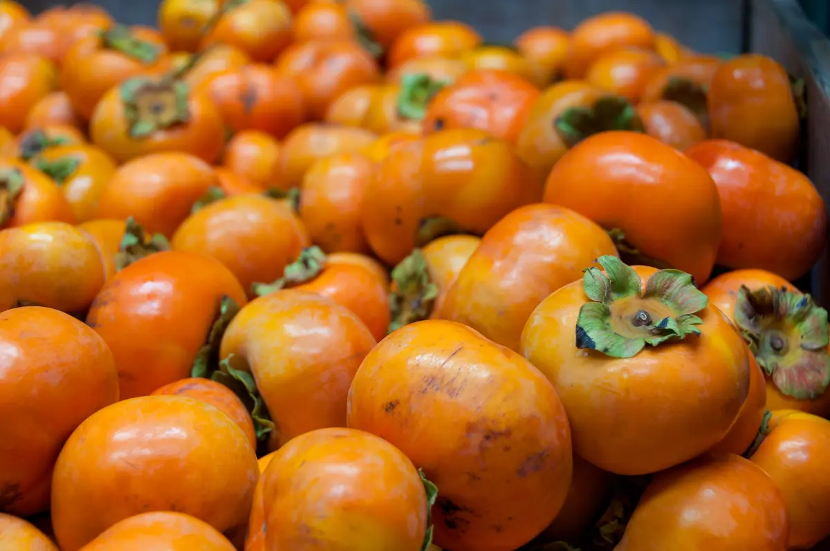 Fuyu Persimmon Tree Fuyu Persimmon Tree