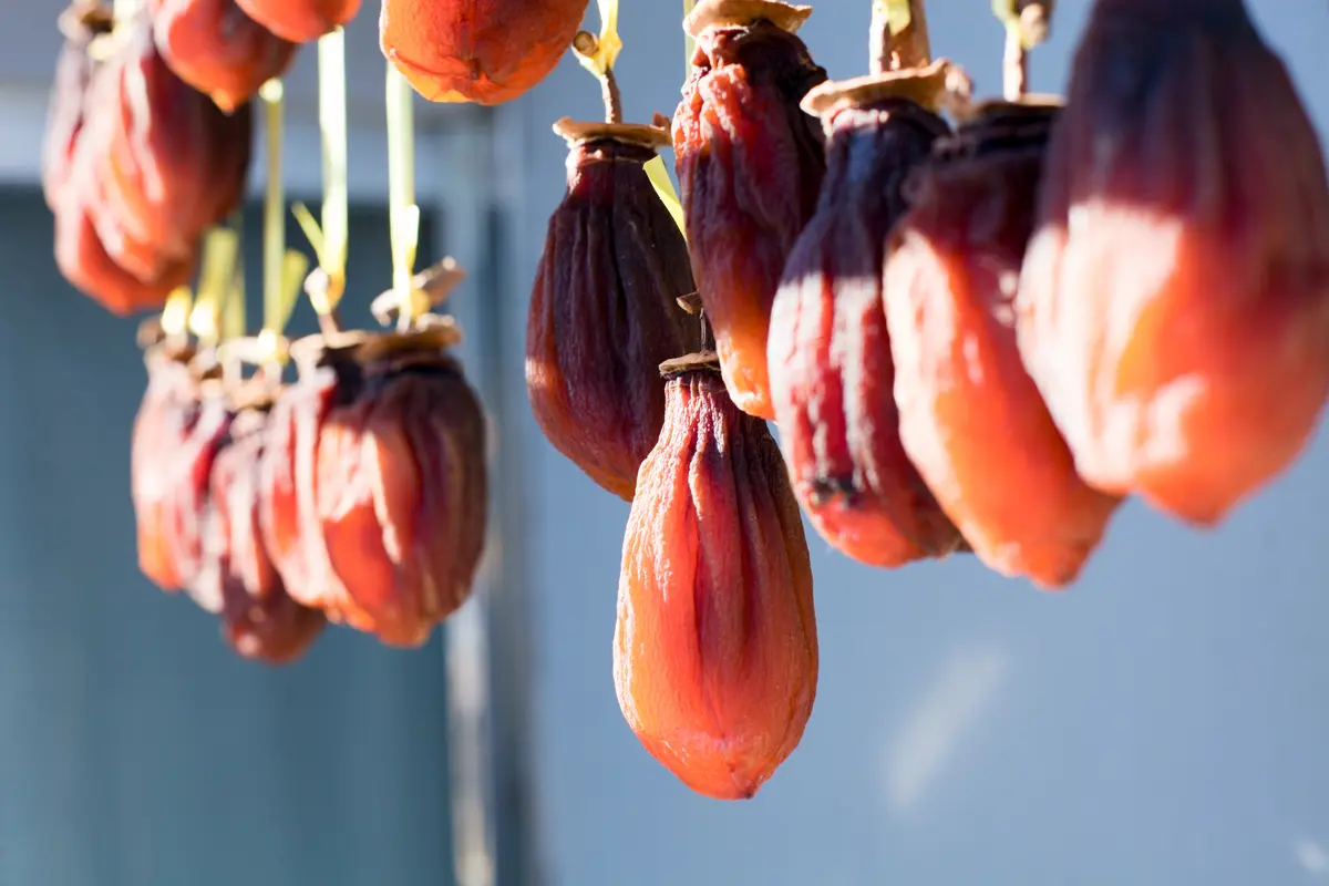 Saijo Persimmon Tree