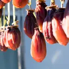Saijo Persimmon Tree