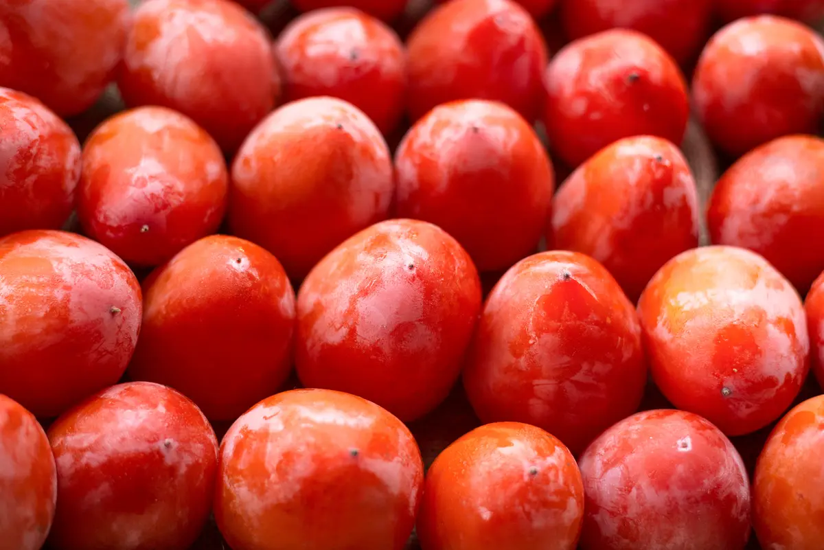 Saijo Persimmon Tree