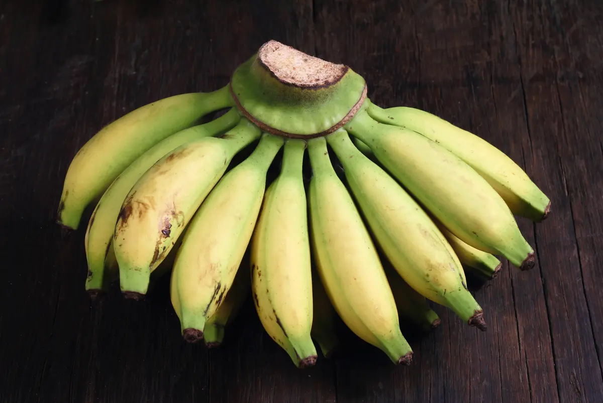 Lady Finger Banana Plant