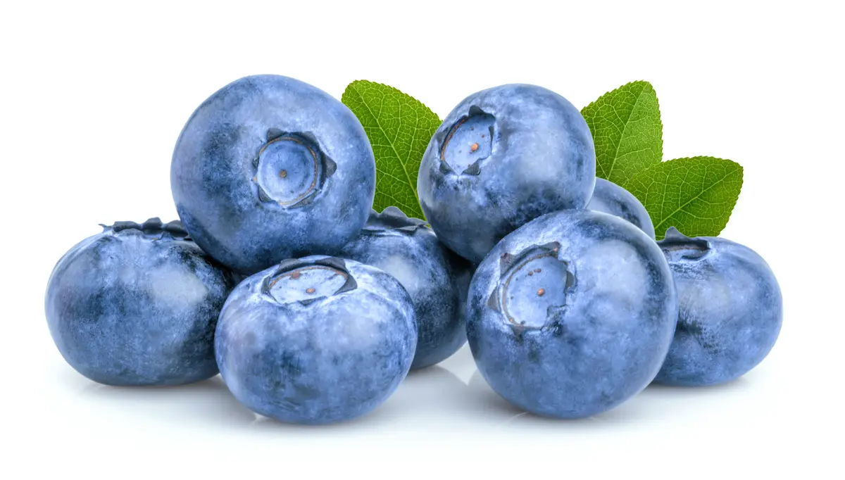 Titan™ Blueberry Plant Titan™ Blueberry Plant