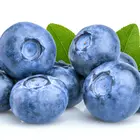 Titan™ Blueberry Plant