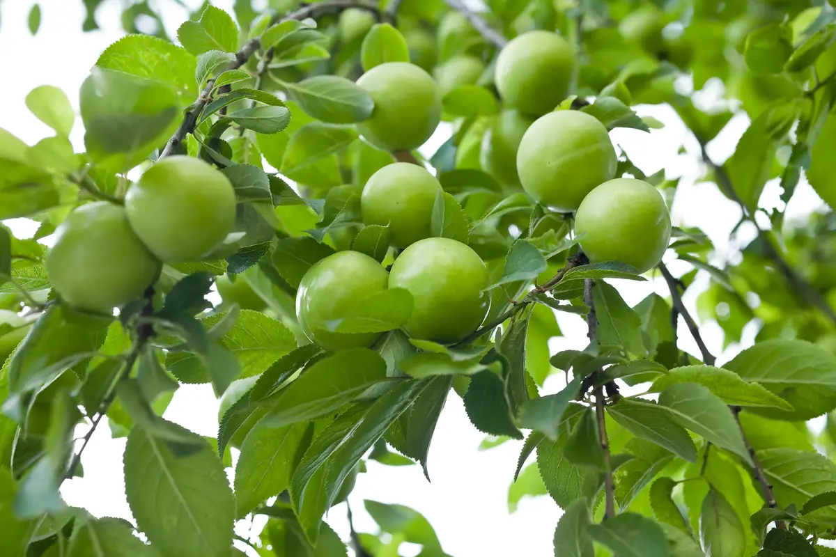 Persian Green Plum Persian Green Plum