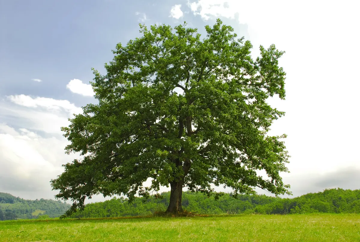 White Oak Tree White Oak Tree